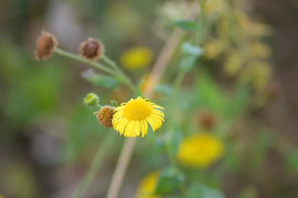 Arka Planda Bulanık Bitkilerle Çiçek Açan Yaygın Pire Yuvası — Stok fotoğraf
