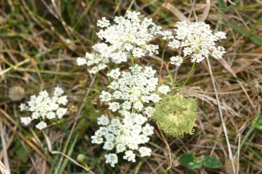 Vahşi havuç kabartması ön planda seçici bir odaklanma ile yakın plan görüntüsünde çiçek açar.