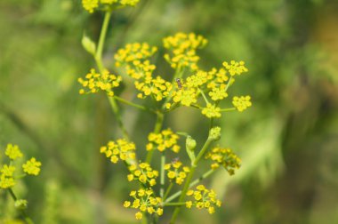 Yeşil bulanık arkaplan ile yakın plan çiçekli yaban havucu
