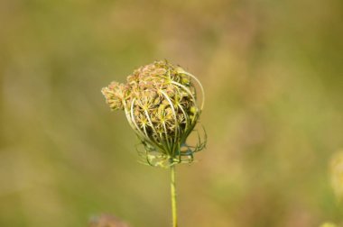 Yeşil yabani havuç tohumları. Yakın plan yeşil bulanık arkaplan.