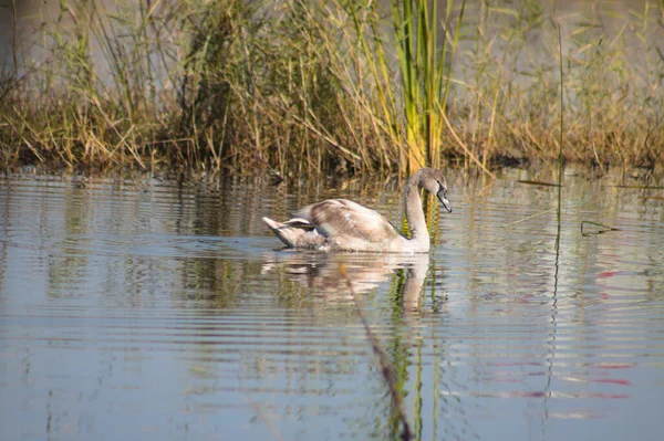 Jeune Cygne Sur Lac Avec Des Reflets Ondulés Gros Plan — Photo