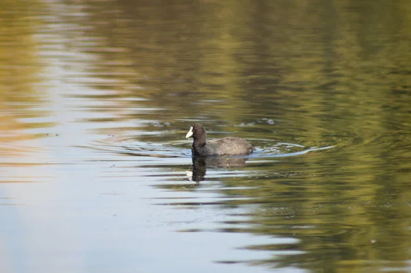 Preto Scoter Natação Ondulado Lago Vista Close Com Foco Seletivo — Fotografia de Stock