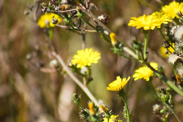 Smooth Hawkweed Bloom Close View Selective Focus Foreground — Stockfoto