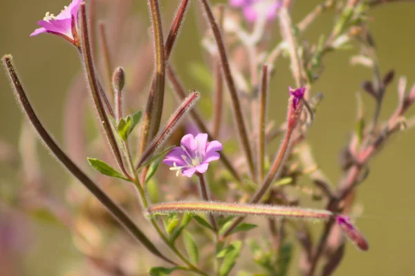 stock image Hairy willowherb in bloom close-up view with selective focus on foreground