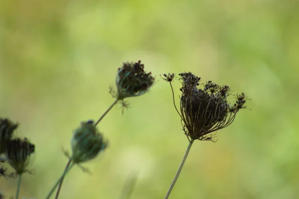 Bruin Wilde Wortel Zaden Close Uitzicht Met Groene Wazig Achtergrond — Stockfoto