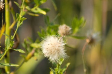 Kabarık tüylü devedikeni tohumları. Arka planda bulanık yeşil bitkiler.