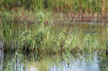 Reed göl yansımalarıyla yaklaş ve ön plana odaklan.