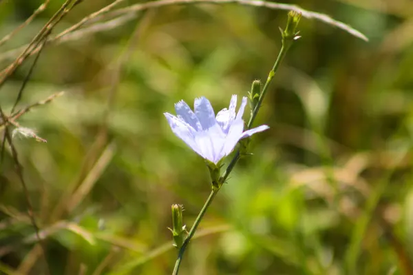 Chicorée Commune Bleue Fleur Vue Rapprochée Avec Des Plantes Vertes — Photo