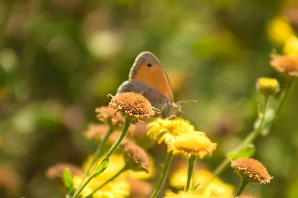 背景にぼやけた蝶と花のクローズアップビューでプレーリーフラバン — ストック写真