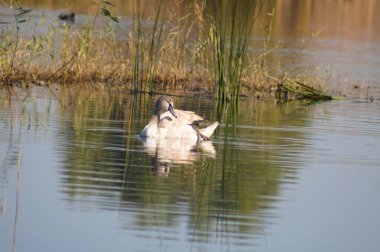 Sazlık yansımalı gölde kuğu yakın plan ve ön plana odaklan