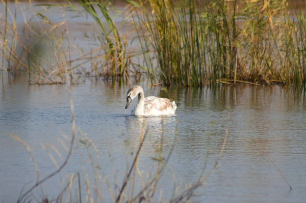 Schwan Mit Schilf Nahaufnahme Mit Selektivem Fokus Auf Den Vordergrund — Stockfoto