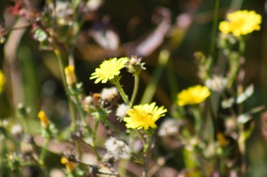 Common andryala in bloom close-up view with selective focus on foreground