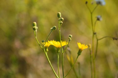 Perennial sowthistle in bloom and buds close-up view with green blurred background