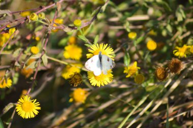 Bath white butterfly on flower close-up view with focus on foreground