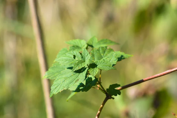Common Hop Green Leaves Close View Blurred Background — Fotografia de Stock