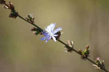 Bulanık arkaplan ile çiçek yakın görüntüde yaygın hindiba rengi