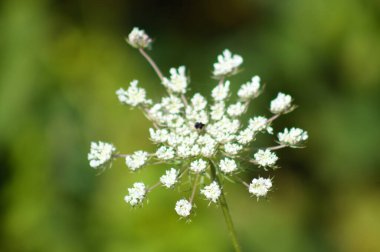 Yeşil bulanık arkaplanlı, yakın plan çiçekli vahşi havuç.