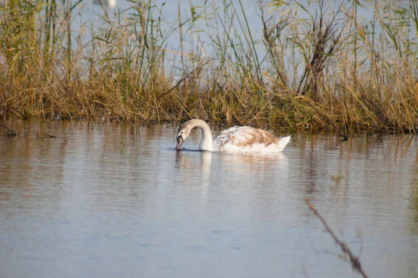 Swan Searching Water Close Reeds Background — Stockfoto