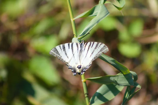 Scarce Swallowtail Butterfly Close View Blurred Green Plants Background — 스톡 사진