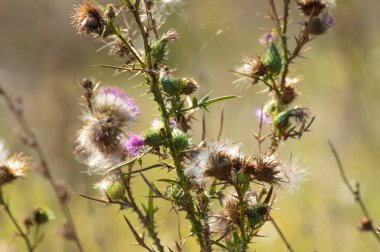 Bull thistle flowers and seeds close-up view with yellow green blurred background
