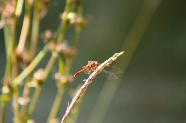 Reddish Dragonfly Resting Plant Close View Blurred Green Plants Background — Stok fotoğraf