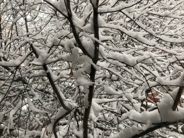 Tree branches covered with heavy snow close-up view with selective focus on foreground