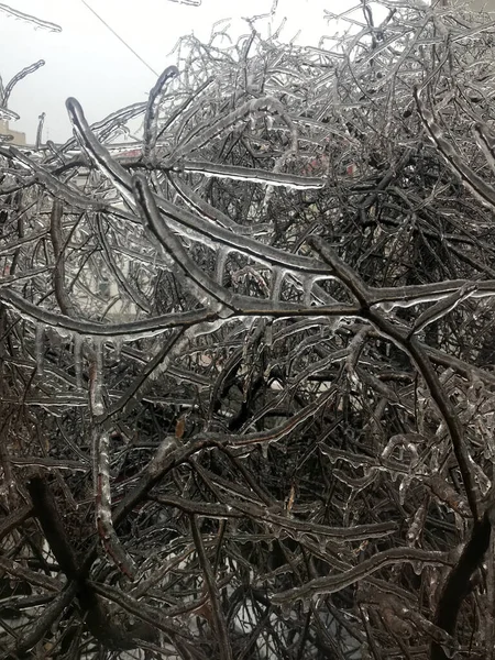 Branches Laden Ice Ice Rain Close View Selective Focus Foreground — Stok fotoğraf