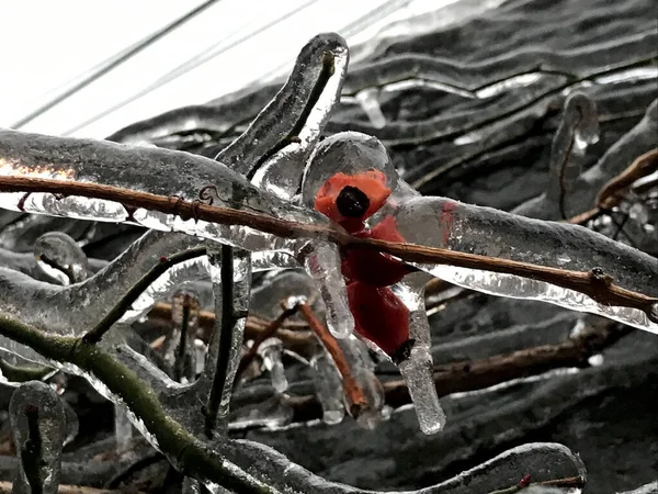 Rose Dog Fruit Covered Ice Ice Rain Landscape View Selective — Stockfoto