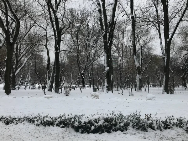 Дерева Природа Вкриті Сніговим Пейзажем Вид Нього — стокове фото