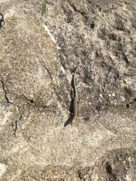 Grey Reptile Close Stone Selective Focus Foreground — Fotografia de Stock