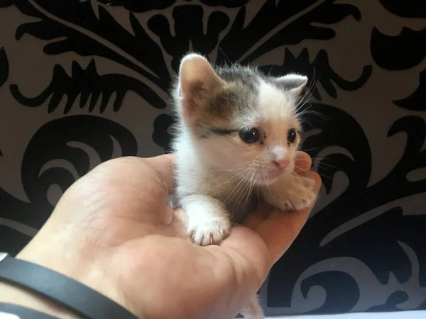 Little Cat Kept Hand Close View Focus Foreground — Zdjęcie stockowe