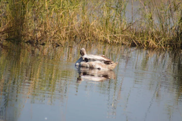 Swan Cleaning Its Feathers Lake Close Selective Focus Foreground — Fotografia de Stock