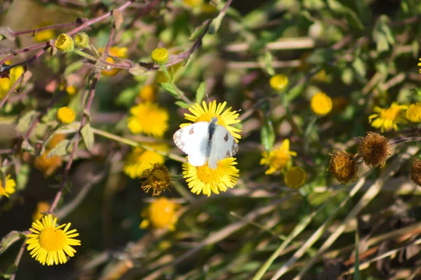 Bath White Butterfly Common Fleabane Bloom Close View Selective Focus — Stok fotoğraf