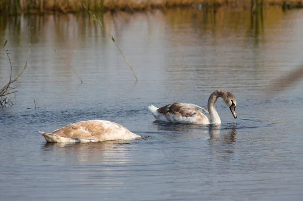 Two Swans Searching Water Close Yellow Reed Reflection Rippled Lake — Stockfoto