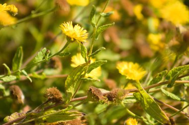 Önplanda seçici bir odak ile çiçeklenme yakın görüntüsü yaygın pire