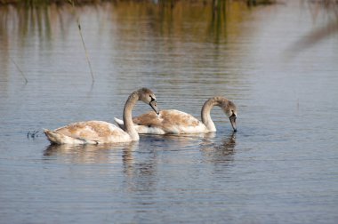 Two swans swimming on lake together close-up view with selective focus on foreground