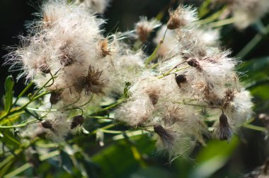 Tüylü sürünen devedikeni tohumları ön plana seçici bir odak ile yakından görünüm