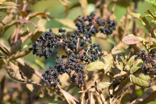 Dried Black Elder Fruits Close View Focus Foreground — Fotografia de Stock