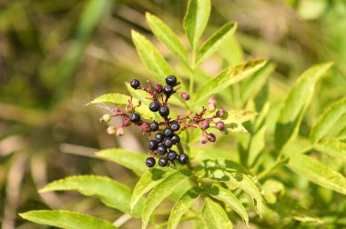 Black dwarf elder fruits close-up view with green blurred background