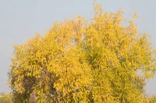 Золотое Дерево Райского Коронного Ландшафта Оставляет Вид — стоковое фото