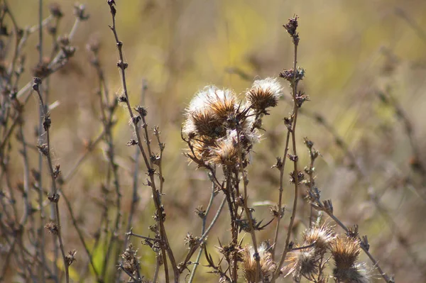 Fluffy Creeping Thistle Seeds Close View Blurred Background — Zdjęcie stockowe