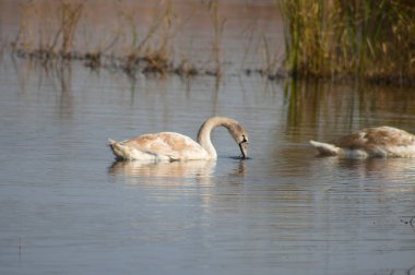 Suyun altında arama yapan kuğu ön planda seçici bir odak ile yakın plan görüntüsü