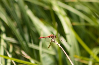 Red dragonfly on a plant close-up view with blurred green plants on background