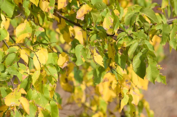 Field Elm Leaves Close View Selective Focus Foreground — ストック写真