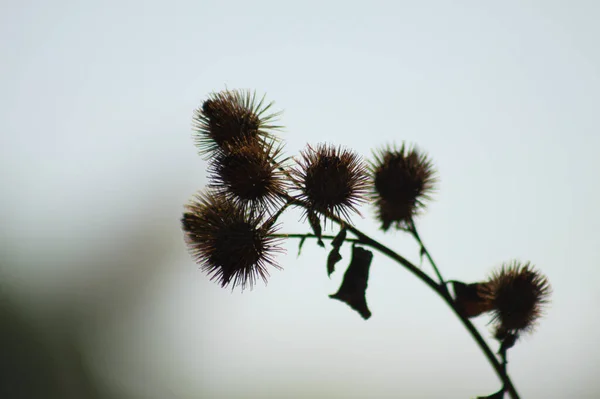 Lesser Burdock Fruits Close View White Sky Background — 스톡 사진