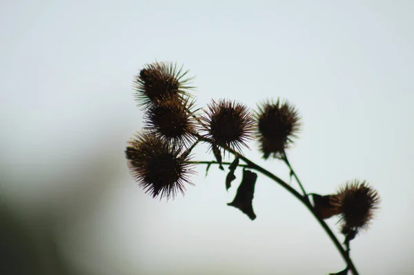 Piccoli Frutti Bardana Vista Vicino Con Cielo Bianco Sullo Sfondo — Foto Stock