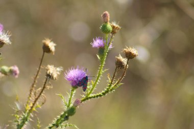 Spiny plumeless thistle with six-spot burnet close-up view and blurred background