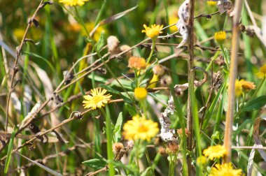 Önplanda seçici bir odak ile çiçeklenme yakın görüntüsü yaygın pire