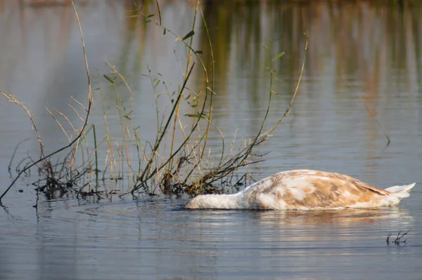 Swan Head Lake Water Close View Blurred Reed Reflections Background — Fotografia de Stock