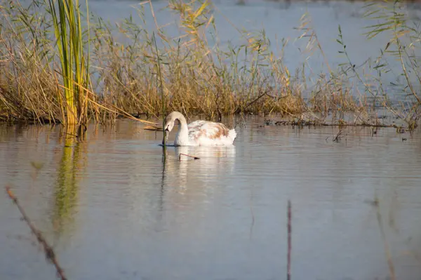 Swan Searching Its Snout Water Close Blurred Reed Background — Stockfoto